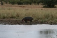 Hippopotamus Kruger park