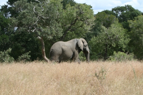 Elephant Kruger park